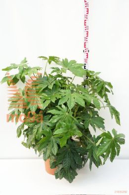 http://twentheplant.nl/tsd/93675_FATJAPON_9C15060080_1.jpg