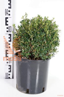 http://twentheplant.nl/tsd/93675_ILCGGEM_VBL2530P23_2.jpg
