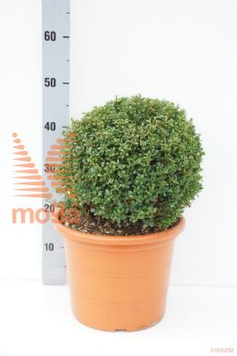 http://twentheplant.nl/tsd/93675_ILCGGEM_VBL30C10_1.jpg