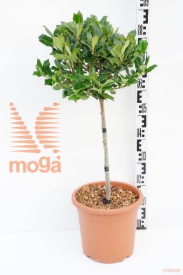 http://twentheplant.nl/tsd/93675_ILNRSTEV_S040C09_1.jpg