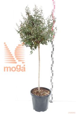 http://twentheplant.nl/tsd/93675_LADFEATU_shac15_1.jpg