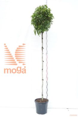 http://twentheplant.nl/tsd/93675_LISGBALL_S2001214C55_1.jpg