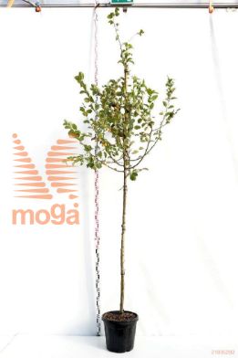 http://twentheplant.nl/tsd/93675_MABUTTER_S91012C30_1.jpg