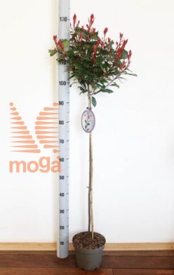http://twentheplant.nl/tsd/59387_PHFLRROB_s080p19_1.jpg