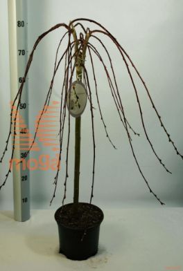 http://twentheplant.nl/tsd/59387_SACKILMA_s060p18_1.jpg