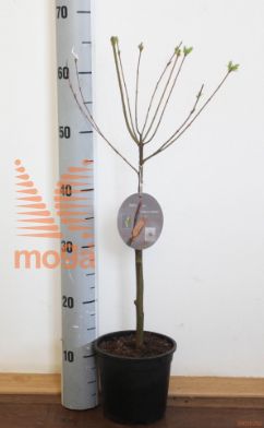 http://twentheplant.nl/tsd/59387_SAIHNISH_s030p15_1.jpg