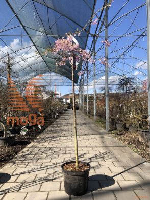 Prunus subhirtella "Pendula Rubra" |Half standard|C