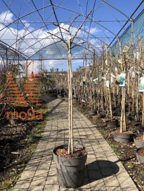 Ginkgo biloba "Troll" |Half standard|C