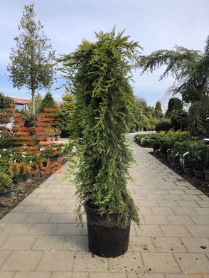 Cupressus macrocarpa "Aurea Pendula"
