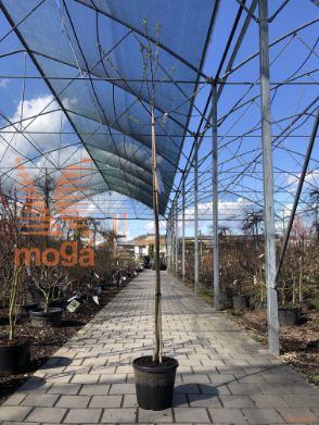 Malus "Red Sentinel" |3/4 stem|C