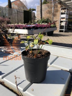 Vaccinium myrtillus
