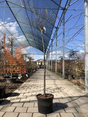 Prunus triloba |Half standard|C