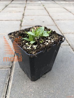 Echinacea purpurea "Happy Star"