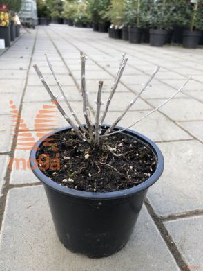 lobodasta perovskija "Silvery Blue"