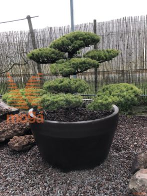 Pinus parviflora |100|FI:160|Niwaki|unikat|C/JUMBO390