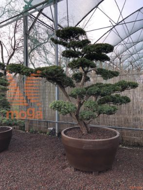 Taxus cuspidata |210|FI:240|Niwaki|unikat|C/JUMBO390