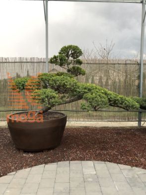 Slika Taxus cuspidata |160|FI:230|Niwaki|unikat|C/JUMBO500