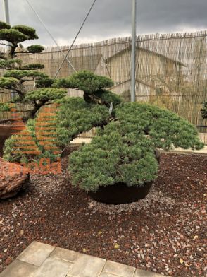 Slika Pinus pentaphylla |90|FI:190|Niwaki|unikat|C/JUMBO215