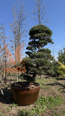 Slika Pinus pentaphylla |250|FI:170|Niwaki|unikat|C/JUMBO500
