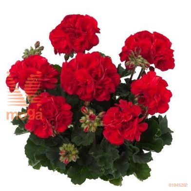 http://twentheplant.nl/tsd/51113_PEZONALE_8P12_1.jpg