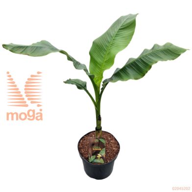 http://twentheplant.nl/tsd/82539_MUBASJOO_9C10080100_1.jpg