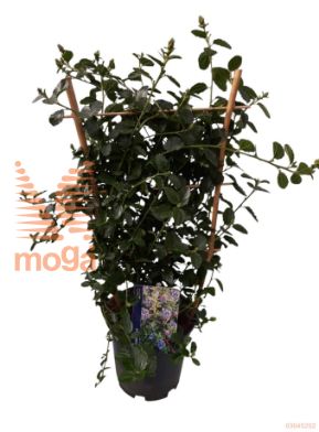 http://twentheplant.nl/tsd/81894_CETREPEN_8P15025_1.jpg