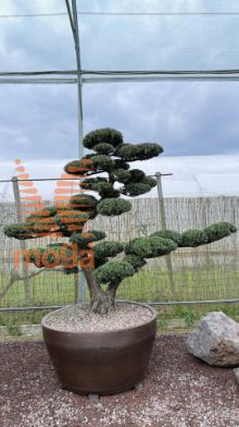 Slika Podocarpus macrophyllus |220|FI:270|Niwaki|unikat|C/JUMBO500