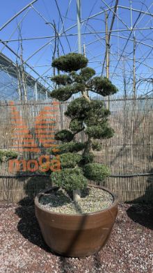 Slika Podocarpus macrophyllus |190|FI:150|Niwaki|unikat|C/JUMBO215