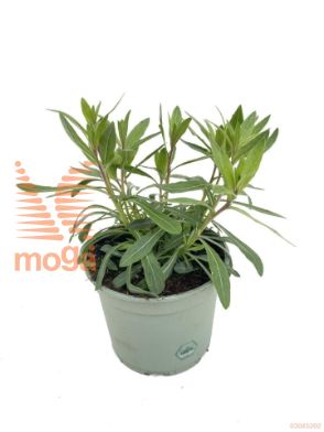 http://twentheplant.nl/tsd/98775_GALWBUTT_8P17_1.jpg