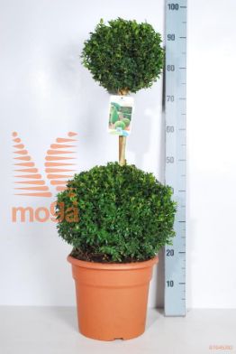 http://twentheplant.nl/tsd/89843_BUSEMPER_VBL2C10_2.jpg