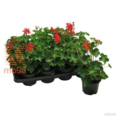 http://twentheplant.nl/tsd/51113_PEPELTAT_8P12_1.jpg