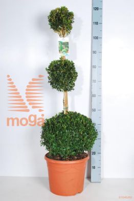 http://twentheplant.nl/tsd/89843_BUSEMPER_VBL3C10_2.jpg