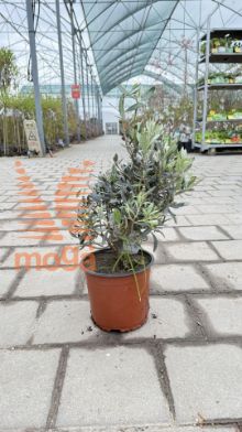 Slika Olea europaea |Mini stem|C