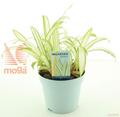 http://twentheplant.nl/tsd/51007_CASSHIRO_8P17_1.jpg