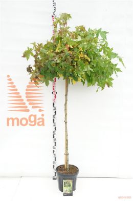 http://twentheplant.nl/tsd/69506_LISGBALL_S110C12_1.jpg