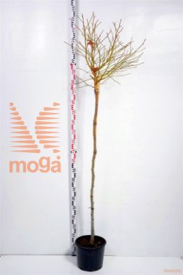 http://twentheplant.nl/tsd/69506_LISGBALL_S150C10_1.jpg