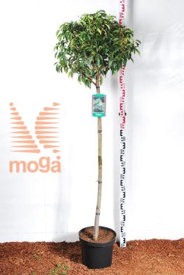 http://twentheplant.nl/tsd/69506_PRULANGU_S120C12_2.jpg