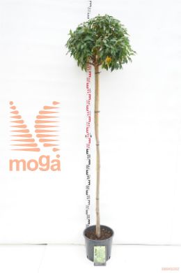 http://twentheplant.nl/tsd/69506_PRULANGU_s150c12_1.jpg