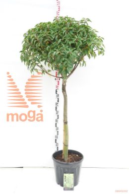 http://twentheplant.nl/tsd/69506_PRULANGU_s090c20_1.jpg