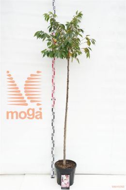 http://twentheplant.nl/tsd/69506_PRSAROSE_s150c12_1.jpg