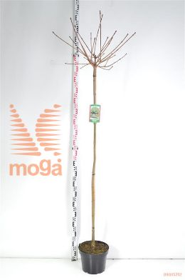 http://twentheplant.nl/tsd/69506_ACPGLOBO_S150C12_2.jpg