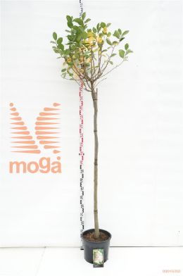 http://twentheplant.nl/tsd/69506_ARPARON_S150C10_1.jpg