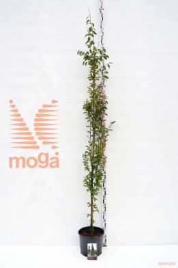 http://twentheplant.nl/tsd/69506_CABFASTI_s90608c15b_1.jpg
