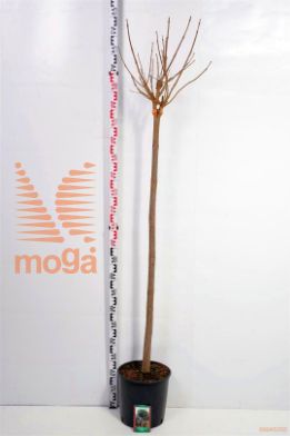 http://twentheplant.nl/tsd/69506_CABUNGEI_S150C10_1.jpg