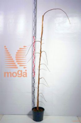 http://twentheplant.nl/tsd/69506_CACVTWIS_9C15200250B_1.jpg