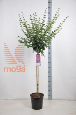 http://twentheplant.nl/tsd/74813_SYJOSEE_S090C10_1.jpg