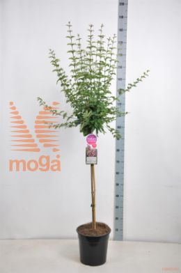 http://twentheplant.nl/tsd/74813_SYMSUPER_S090C10_1.jpg