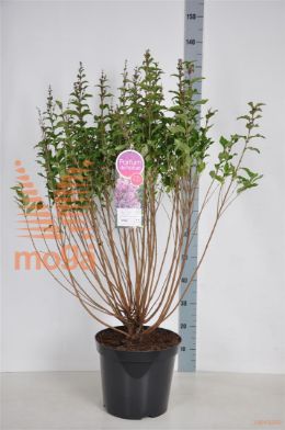 http://twentheplant.nl/tsd/74813_SYSPFAIR_9C15070100_1.jpg