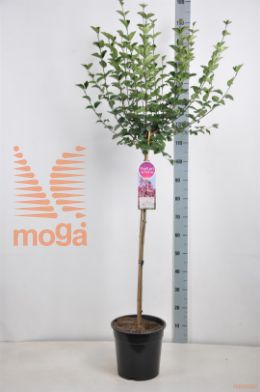 http://twentheplant.nl/tsd/74813_SYTINKER_S090C10_1.jpg