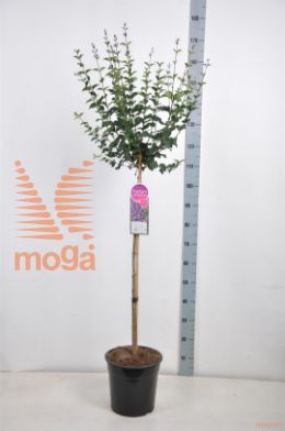 http://twentheplant.nl/tsd/74813_SYVDPURP_S090C10_1.jpg